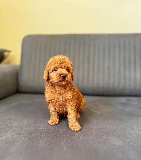 Toy Poodle Red Brown Yavrular