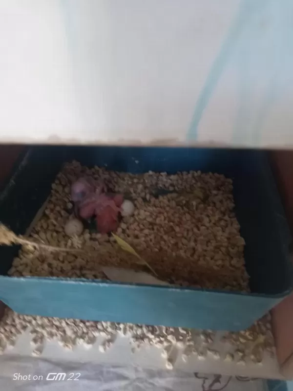 3 Yavrusuyla Birlikte Satılık Takım Muhabbet Kuşu