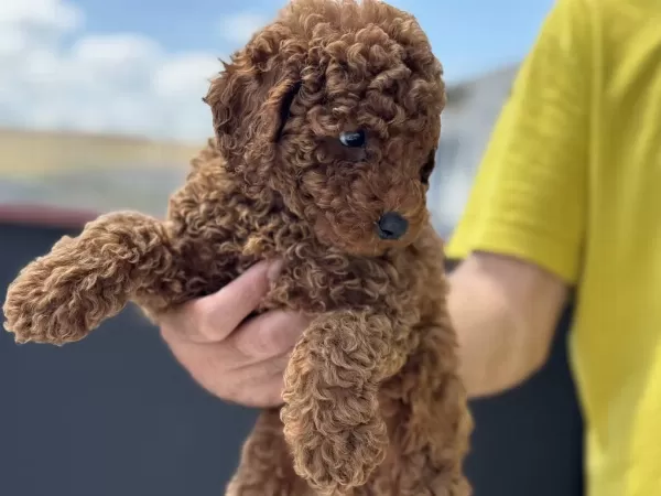 Ankarada Ziyarete Açık Kore Toy Poodle Yavrularımız