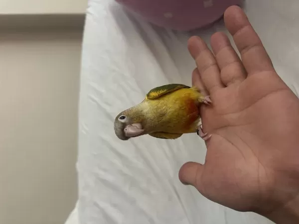 3 Aylık Konur Papağanı El Besleme Dişi