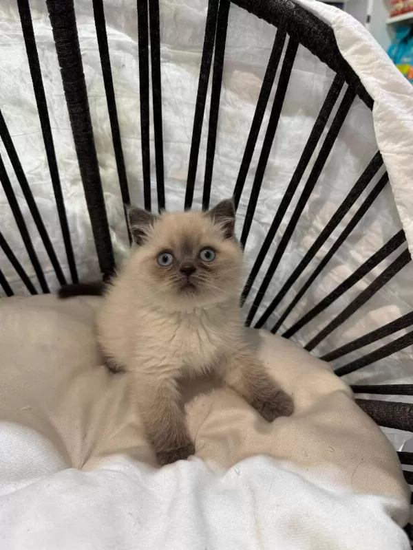 Mükemmel Kalitede British Shorthair Yavrularımız