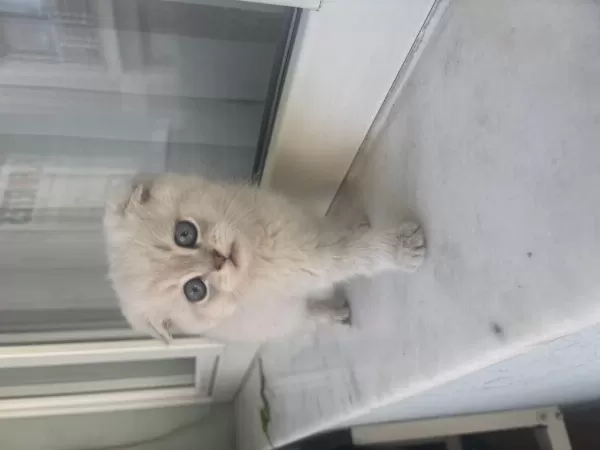 British Shorthair Silver Point Yavrular
