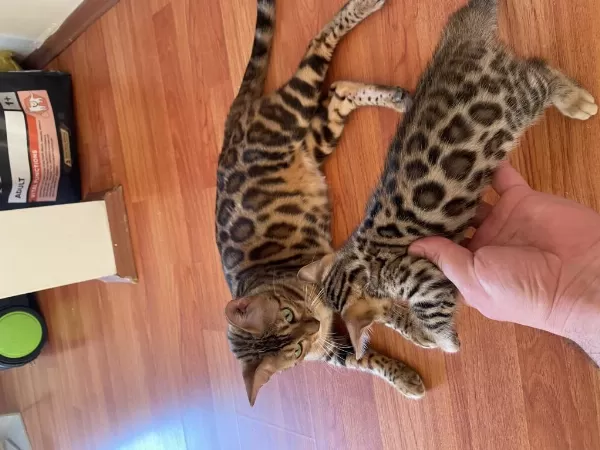 Sağlıklı Safkan Bengal