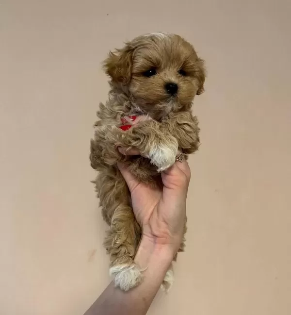 Özel Maltipoo Yavrulari
