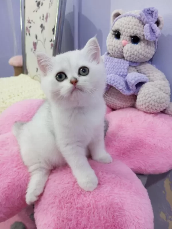 Safkan Scottish Fold Ve Straight Yavrular Catteryden
