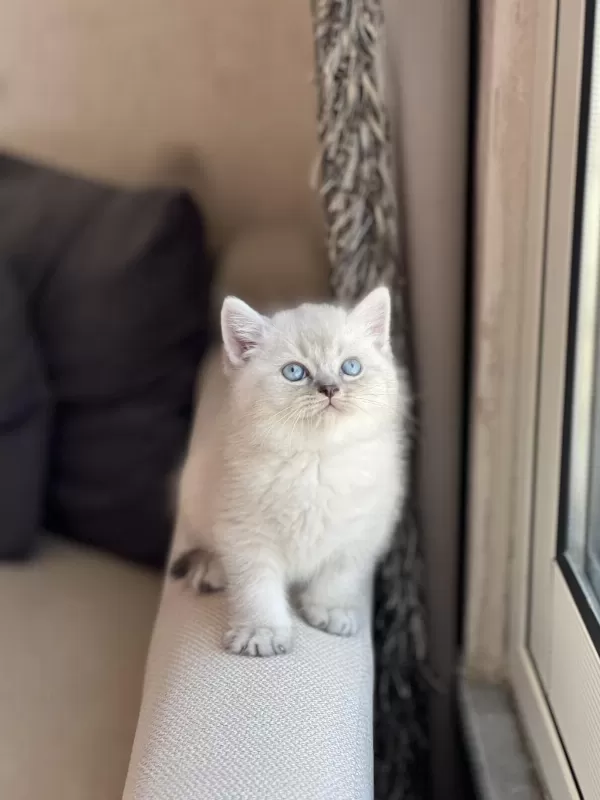 Silver Safkan British Shorthair Yavrum