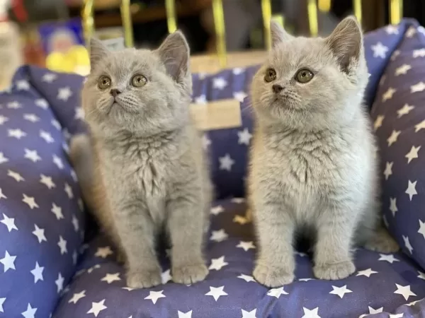 British Shorthair Yavrulari