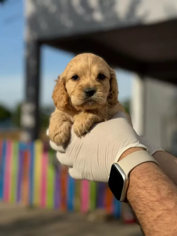 Maltipoo Yavrularımızı Canlı Görerek Alabilirsiniz