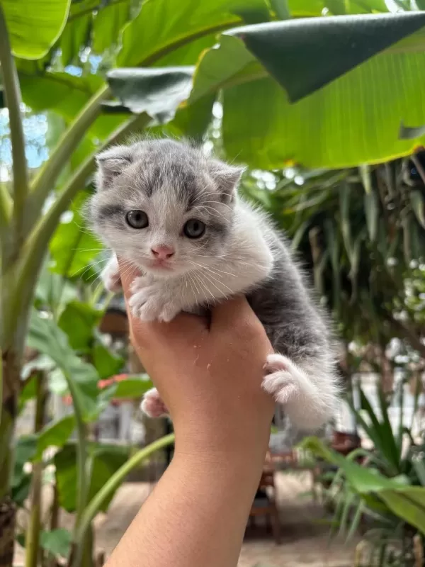 Scottish Fold Yavrularım Yeni Sahibini Bekliyor
