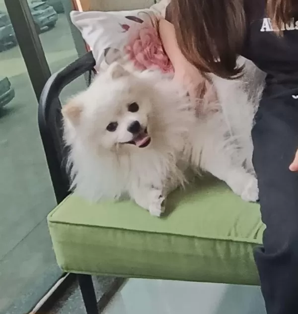 Beyaz Pomeranian 15 Aylık Oğlum