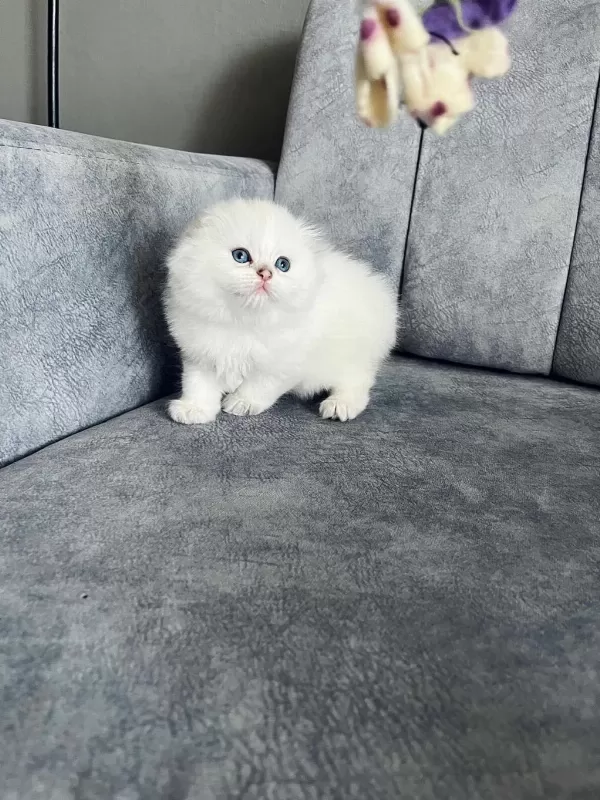 2 Aylik Erkek Uzun Tüylü Scottish Fold