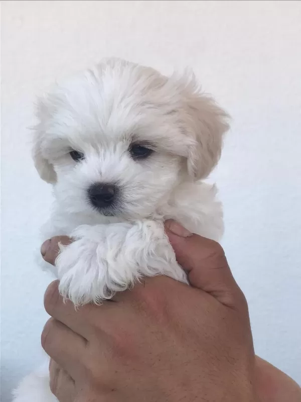 Kar Beyaz Maltese Terrier Yavrularımız Güncel