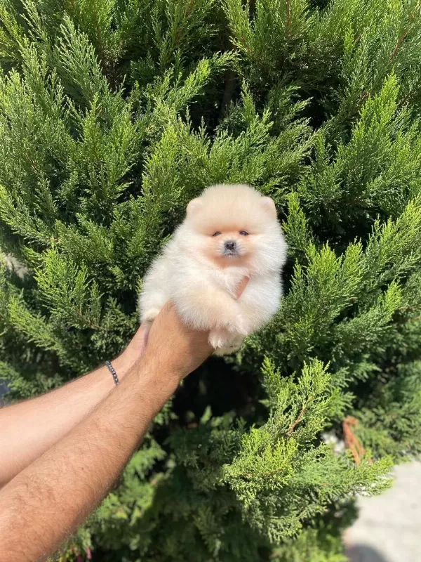 Pomeranian Boo Yavruları