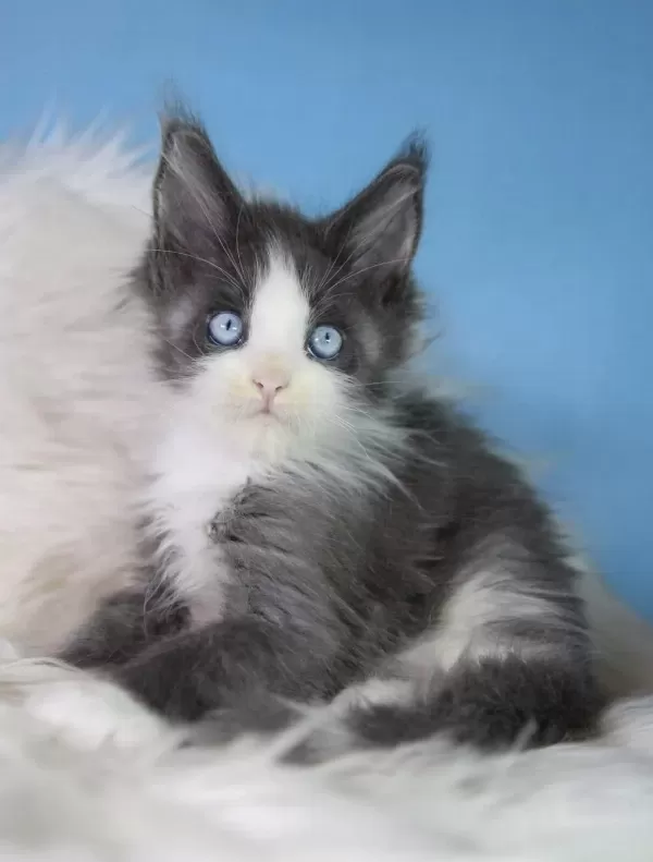 Özel Maine Coon Erkek Mavi Gözlü