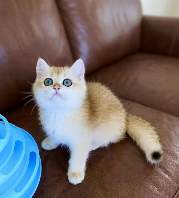 Safkan British Shorthair Golden Ny12 Erkek Yavru