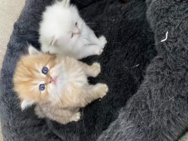 50 Günlük Golden Kedi Yavrularımız