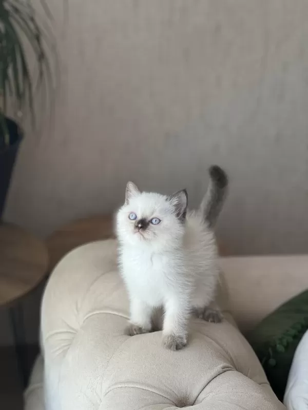 İrkinin En İyisi British Shorthair Red Point