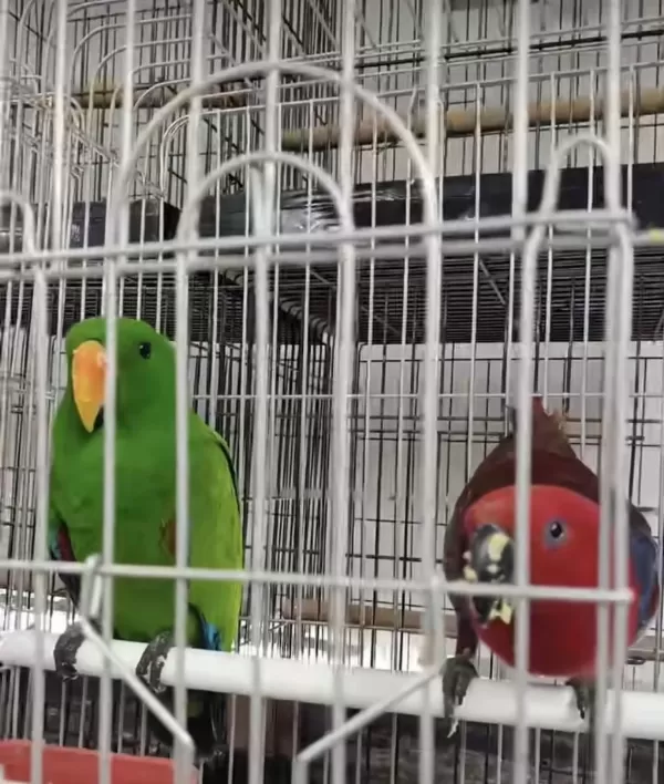 Resmi Belgeli Yavru Eclectus Papağanları