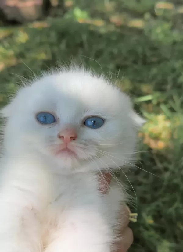 Beyaz Scottish Fold Yavru