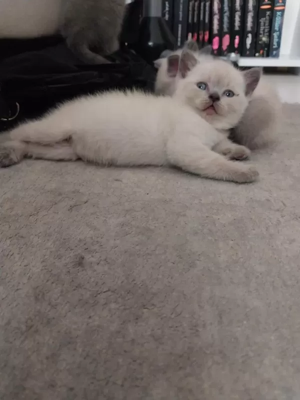 British Shorthair Yavrular Gönderim Mevcut