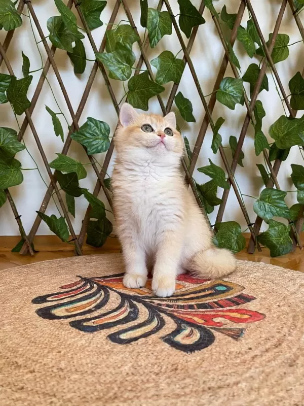 Ny12 Dişi İrina British Shorthair Golden
