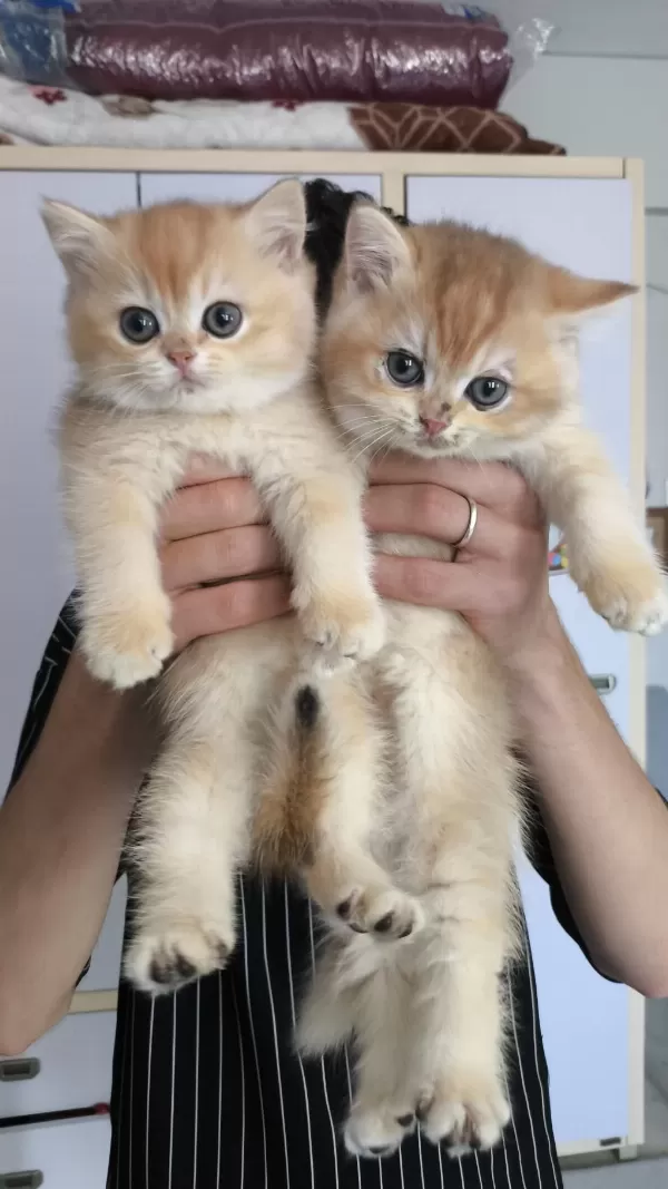 British Golden Ny12 Shorthair Yavrular