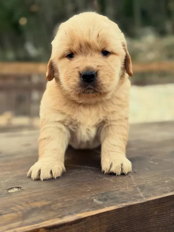 Golden Retriever Yavrulari