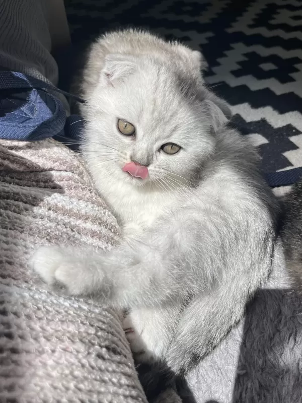 Yavru Scottish Fold Kedisi