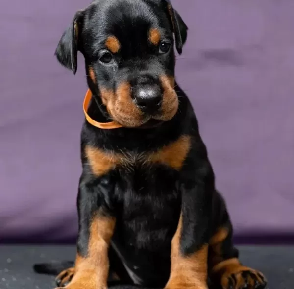 Ev Ve Bahçeniz İçin Doberman Kapıda Ödeme Mevcuttur