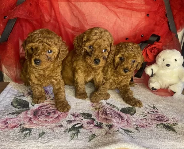 Toy Poodle Yavrularımız