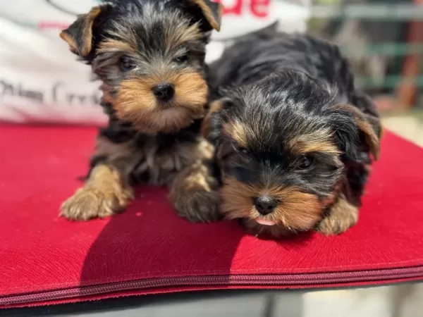 Ankaranın En Güzel Tea Cup Yorkshire Terrier Leri