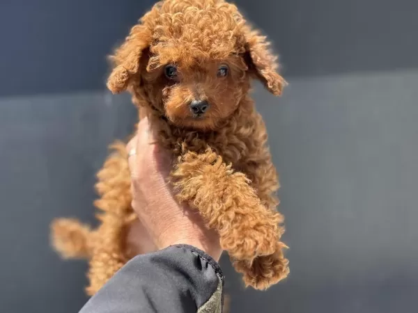 Redbrown Toy Poodle Yavrularımızı Görüp Ala Bilirsiniz