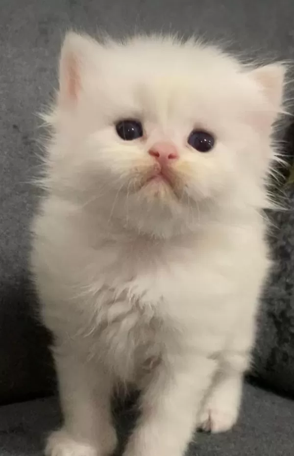 British Longhair 35 Günlük