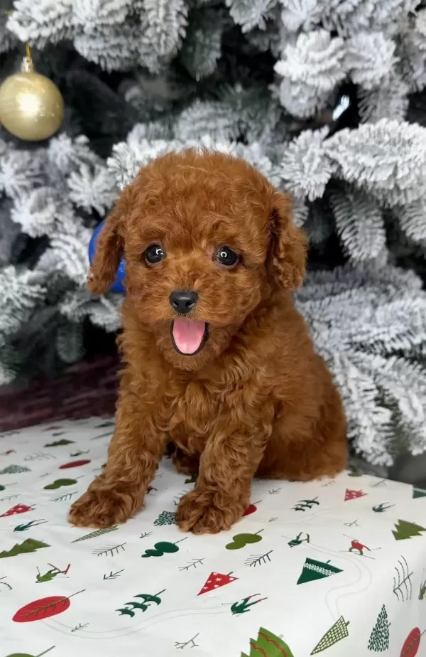 Kore Kan Toy Poodle Yavrular Kg Garantili Aşılı