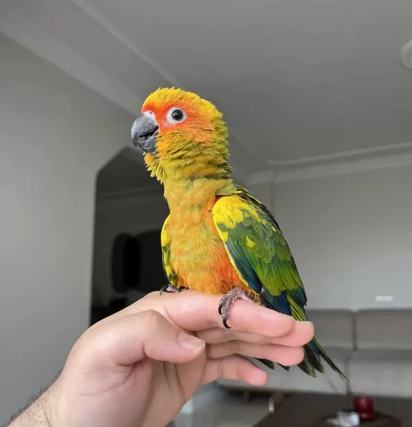 El Besleme Bebek Güneş Konur Papağani