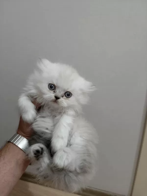 Sağlıklı Chinchilla Kediler