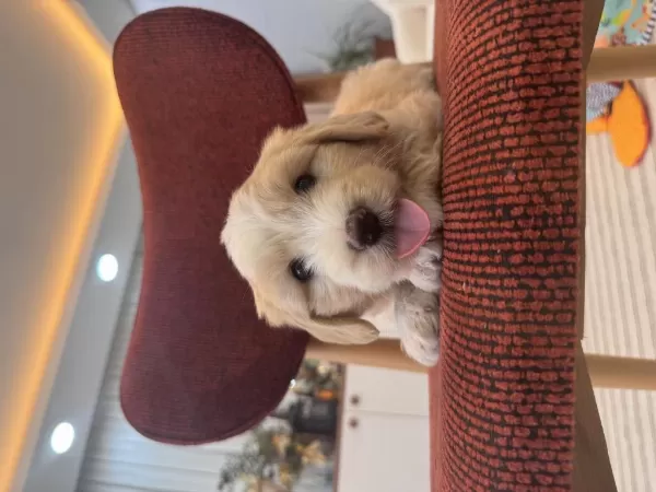 Harika Maltipoo Yavrum
