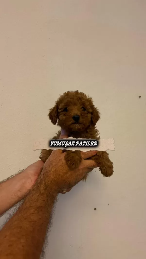 Sevimli İrk Toy Poodle