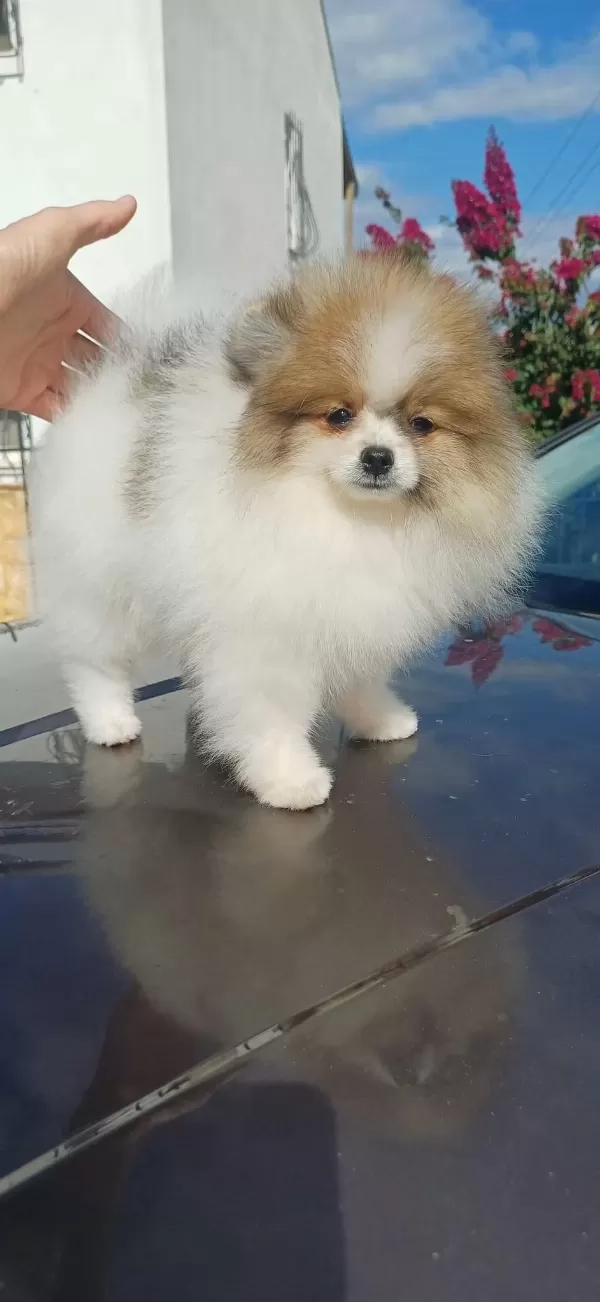 Garantili Pomeranian Boo Dişi