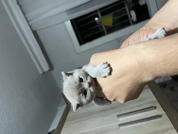 Minik Scottish Fold Bebeklerim