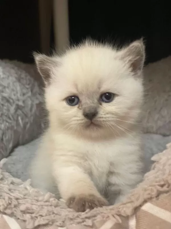 Acil Son İki Bebek British Shorthair