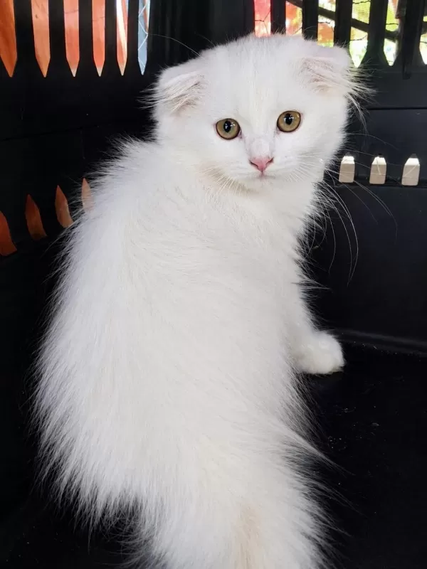 Scottish Fold Longhair White