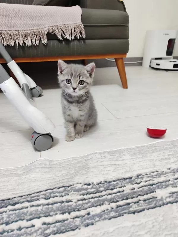 Sevimli Oyuncu Kedimiz Yeni Yuvasını Arıyor