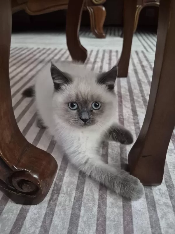 British Shorthair Bluepoint Yavru