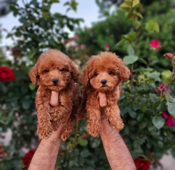 Toypoodle Yavrularımız