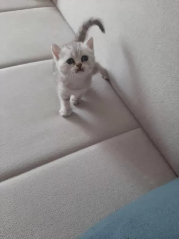 Ücretsiz Sahiplendirme British Shorthair
