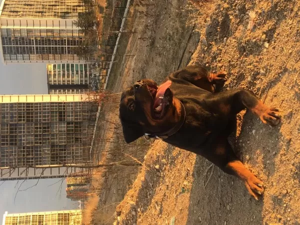 Rottweiler Acil Ömürlük Bir Yuva