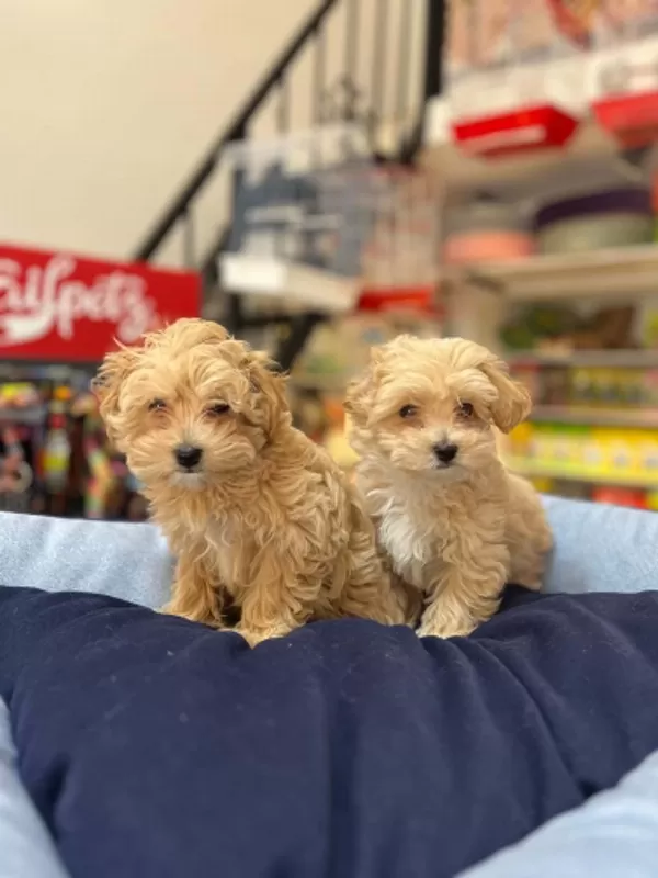 Tüy Dökmeyen Hipoalerjenik Teacup Maltipoo Yavrular