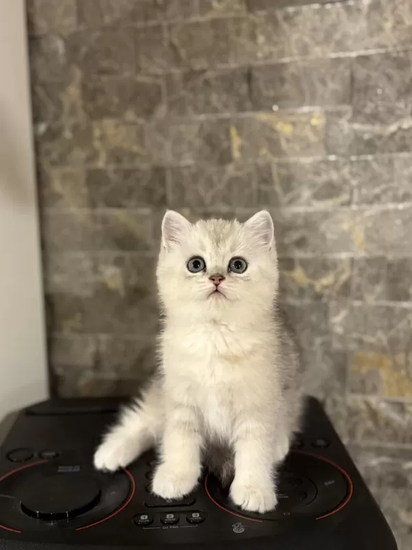 British Shorthair Silver Yavrularim