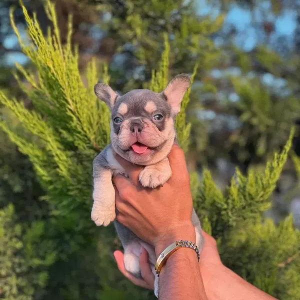 Premium Kalite Lilak French Bulldog Yavrusu